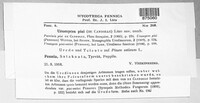 Uromyces pisi-sativi image